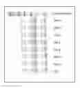 Fig. 02 - INDUCTION OF GENE EXPRESSION USING A HIGH CONCENTRATION SUGAR MIXTURE
