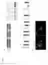 Fig. 07 - Corneal epithelioid cells derived from surface ectodermal cells