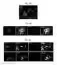 Fig. 07 - Generation of Inner Ear Cells