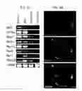 Fig. 09 - Generation of Inner Ear Cells