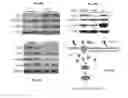 Fig. 09 - Methods for accelerated and enhanced cardiac differentiation of IPS cells by electrical stimulation