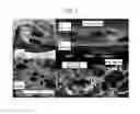 Fig. 02 - Cell culture method using bone marrow-like structure, and porous polyimide film for healing bone injury site