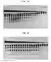 Fig. 04 - High fidelity restriction endonucleases
