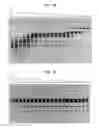 Fig. 05 - High fidelity restriction endonucleases