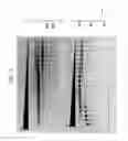 Fig. 08 - High fidelity restriction endonucleases