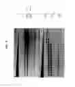 Fig. 10 - High fidelity restriction endonucleases