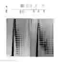 Fig. 11 - High fidelity restriction endonucleases