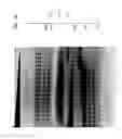 Fig. 13 - High fidelity restriction endonucleases