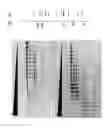 Fig. 14 - High fidelity restriction endonucleases
