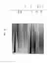 Fig. 18 - High fidelity restriction endonucleases