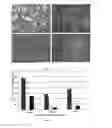 Fig. 02 - Method for modifying human cell lines to produce factor VII