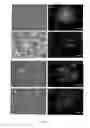 Fig. 05 - Method for modifying human cell lines to produce factor VII