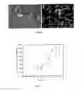 Fig. 14 - Method for modifying human cell lines to produce factor VII