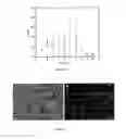 Fig. 18 - Method for modifying human cell lines to produce factor VII