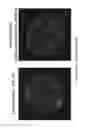 Fig. 08 - Technique for aggregating macromolecules together with cells