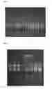 Fig. 05 - Electrophoresis assisted method for purifying a target nucleic acid using a delayed elution approach