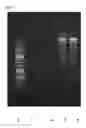 Fig. 04 - Method and test kit for rapid isolation of nucleic acids using rough surfaces