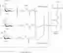 Fig. 10 - Compounds and methods for increasing antisense activity