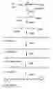 Fig. 01 - Mutant having ability to overproduce carotenoids and method for producing carotenoids by using same