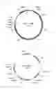 Fig. 03 - Mutant having ability to overproduce carotenoids and method for producing carotenoids by using same