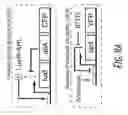 Fig. 22 - Engineered bacteria for production and release of therapeutics