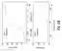 Fig. 27 - Engineered bacteria for production and release of therapeutics