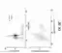 Fig. 32 - Engineered bacteria for production and release of therapeutics