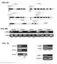 Fig. 04 - METHODS OF MODIFYING OIL CONTENT IN PLANTS AND PLANTS PRODUCED THEREBY