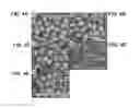 Fig. 05 - METHODS OF MODIFYING OIL CONTENT IN PLANTS AND PLANTS PRODUCED THEREBY
