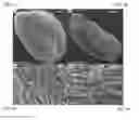 Fig. 06 - METHODS OF MODIFYING OIL CONTENT IN PLANTS AND PLANTS PRODUCED THEREBY
