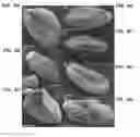 Fig. 07 - METHODS OF MODIFYING OIL CONTENT IN PLANTS AND PLANTS PRODUCED THEREBY