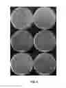 Fig. 10 - METHODS OF MODIFYING OIL CONTENT IN PLANTS AND PLANTS PRODUCED THEREBY