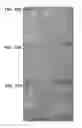 Fig. 11 - METHODS OF MODIFYING OIL CONTENT IN PLANTS AND PLANTS PRODUCED THEREBY