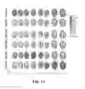 Fig. 12 - METHODS OF MODIFYING OIL CONTENT IN PLANTS AND PLANTS PRODUCED THEREBY