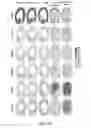 Fig. 13 - METHODS OF MODIFYING OIL CONTENT IN PLANTS AND PLANTS PRODUCED THEREBY