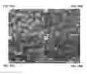 Fig. 17 - METHODS OF MODIFYING OIL CONTENT IN PLANTS AND PLANTS PRODUCED THEREBY
