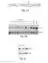Fig. 08 - CNS TARGETING AAV VECTORS AND METHODS OF USE THEREOF