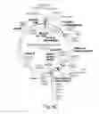 Fig. 09 - CNS TARGETING AAV VECTORS AND METHODS OF USE THEREOF