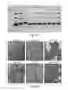 Fig. 37 - CNS TARGETING AAV VECTORS AND METHODS OF USE THEREOF