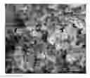 Fig. 01 - Bacterially induced crystal particle, thermal conductive material and method for manufacturing bacterially induced crystal particle