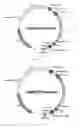 Fig. 05 - KAS-III free FA synthesis