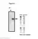 Fig. 10 - Recombinant microorganism for improved production of fine chemicals