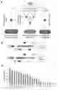 Fig. 01 - Screening assay for identifying miRNA-specific drug compounds