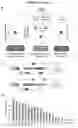 Fig. 02 - Screening assay for identifying miRNA-specific drug compounds