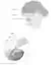 Fig. 01 - Mobile device for food identification an quantification using spectroscopy and imaging