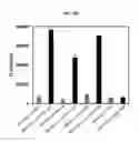 Fig. 17 - Near-infrared fluorescent probe for detecting alkaline phosphatase and manufacturing method thereof