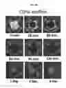 Fig. 25 - Near-infrared fluorescent probe for detecting alkaline phosphatase and manufacturing method thereof
