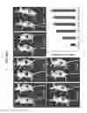 Fig. 34 - Near-infrared fluorescent probe for detecting alkaline phosphatase and manufacturing method thereof