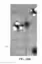 Fig. 08 - Method of detecting gas-producing microbial colonies