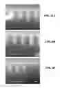 Fig. 07 - Si precursors for deposition of SiN at low temperatures